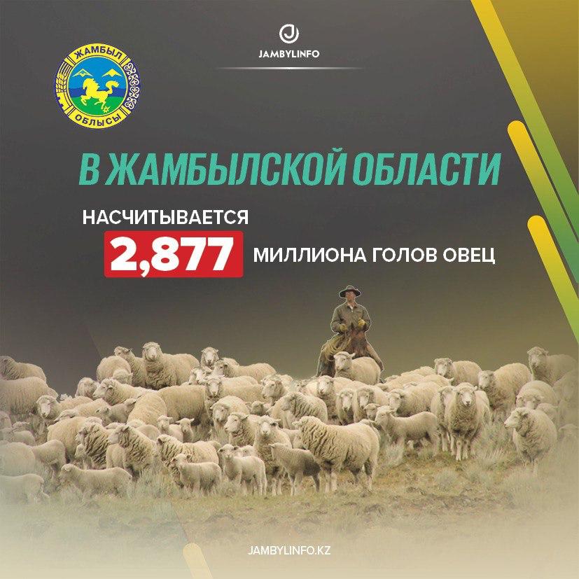 В Жамбылской области насчитывается 2,877 миллиона голов овец