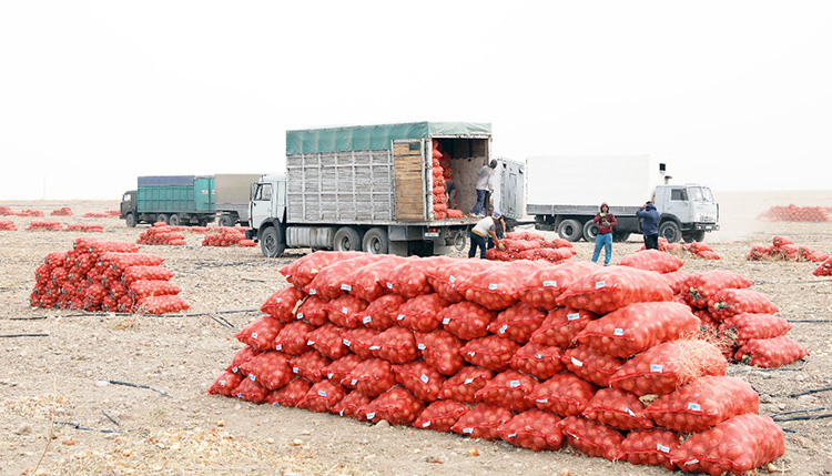 Жамбылскими аграриями собрано более миллиона тонн лука