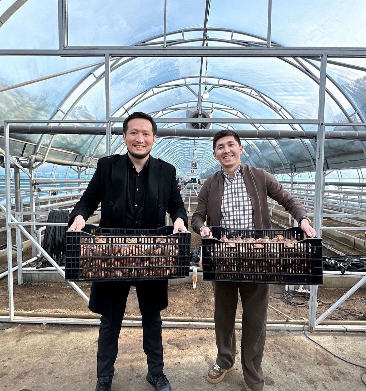 Бейбит Алибеков запустил производство тюльпанов в Казахстане