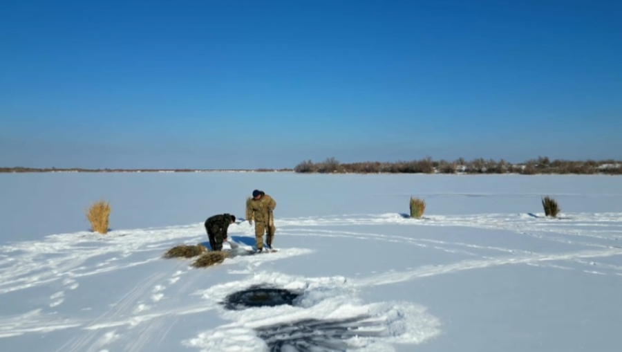 В Кызылординской области спасают рыб от кислородного голодания