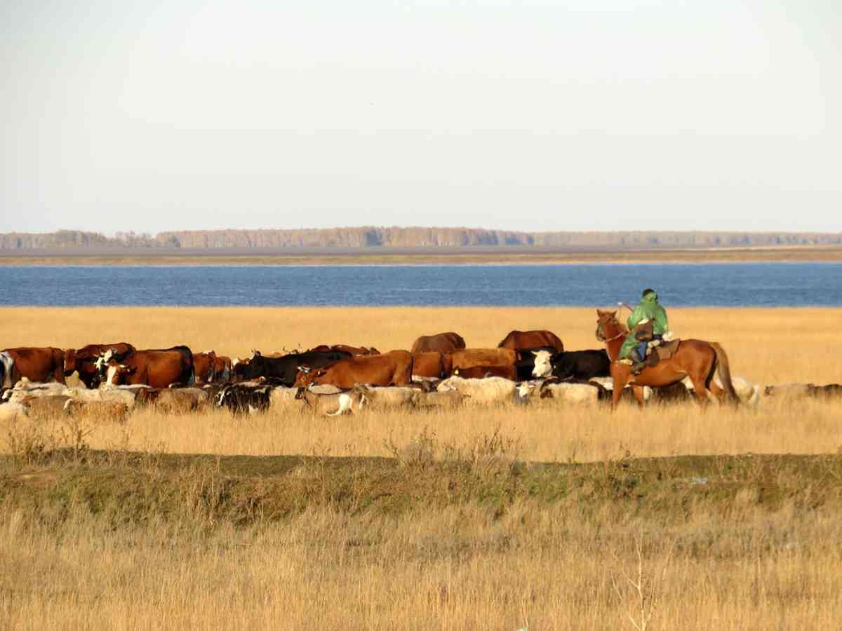 Президентом подписан закон, предусматривающий понятие «общественные пастбища» для выпаса скота сельчан