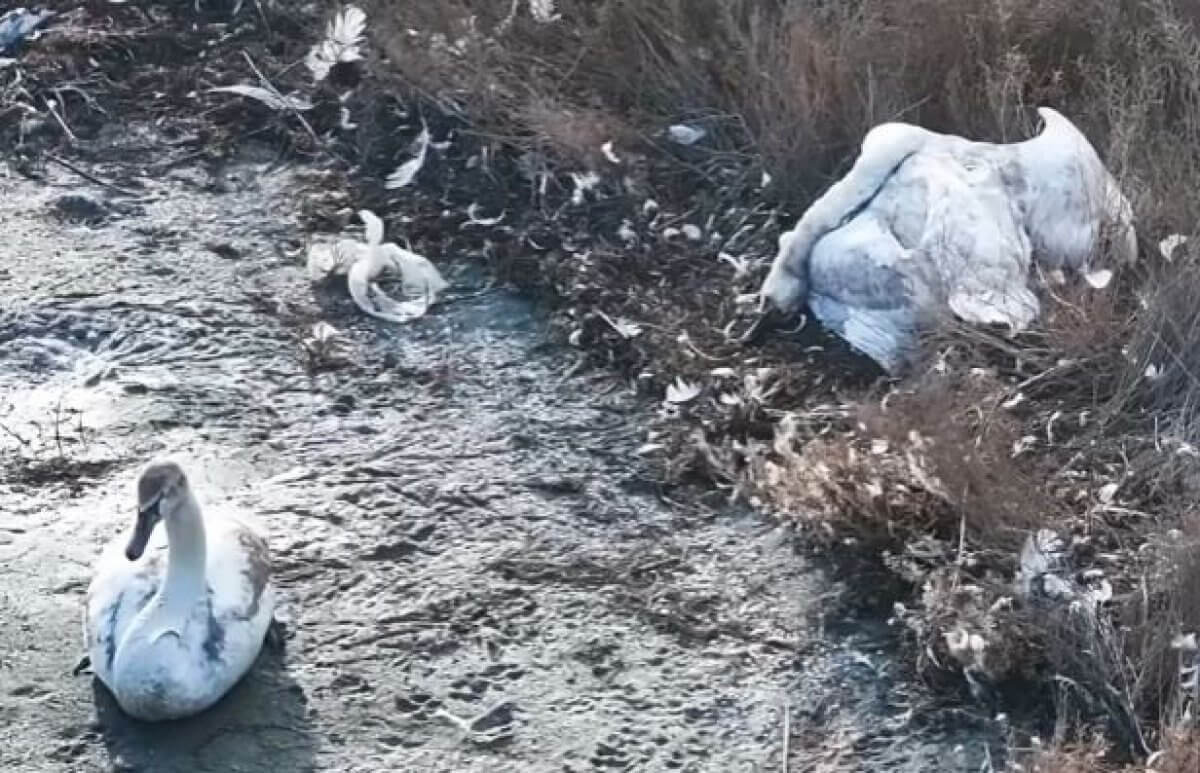 Ученый назвал возможную причину массовой гибели лебедей в Мангыстау