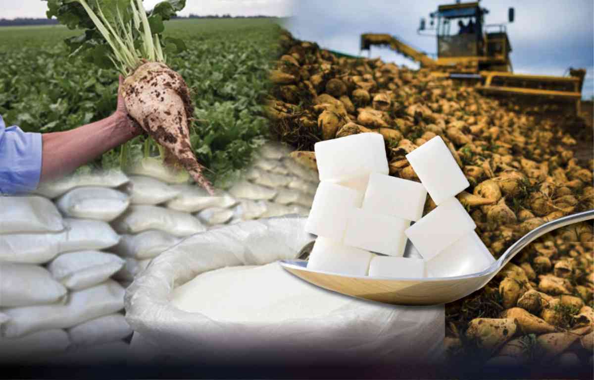 В плену у импорта: что мешает развитию сахарной отрасли Казахстана