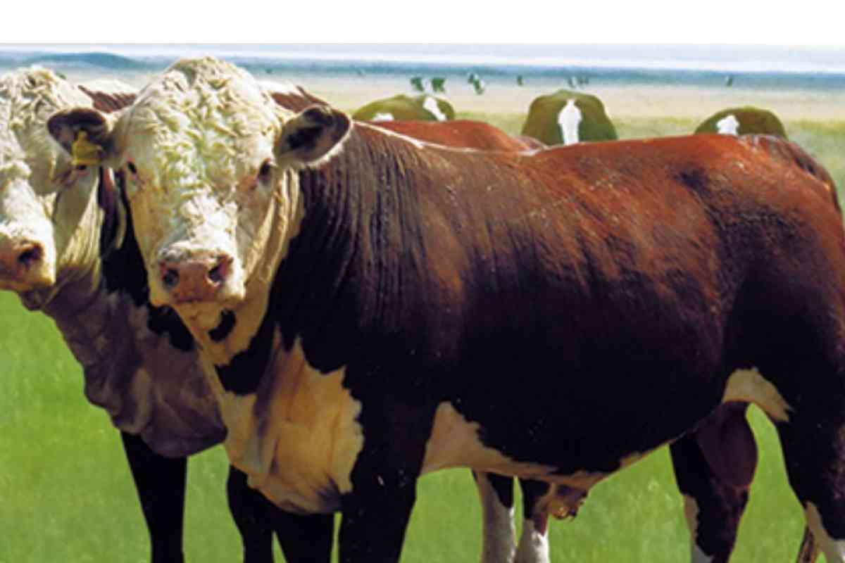 Сколько квот выдано на экспорт бычков и баранчиков в Казахстане