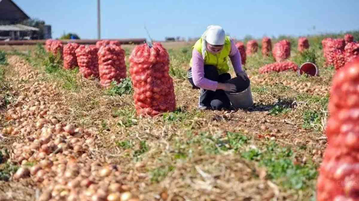 Помогут ли фермерам Жамбылской области продать более 130 тысяч тонн лука