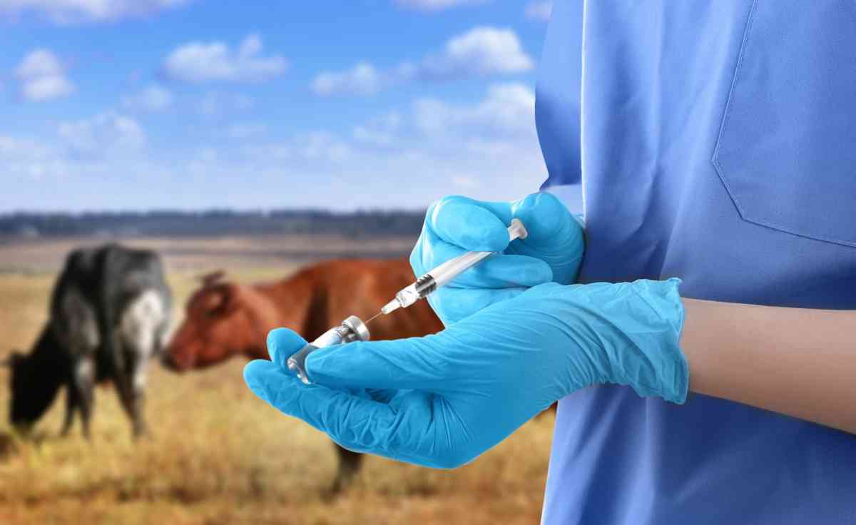 Во сколько миллиардов тенге обходится Казахстану весенняя диагностика и вакцинация животных