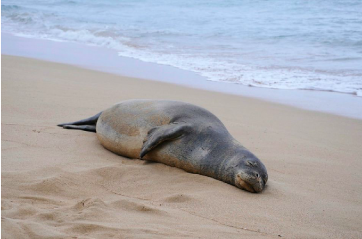 62 туши мертвых тюленей обнаружили на казахстанской части Каспия