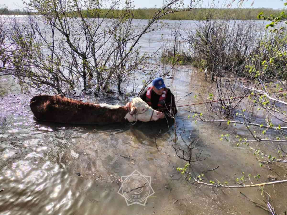 ЗКО: уровень реки Жайык достиг опасного рубежа