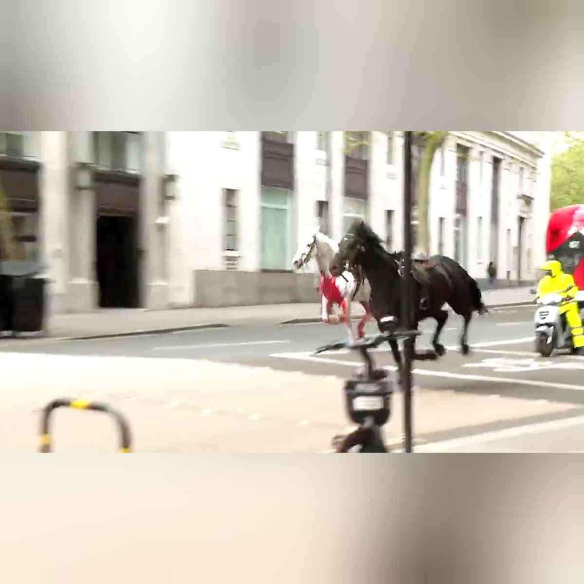 В Лондоне полицейские гоняются за королевскими лошадьми из Букингема
