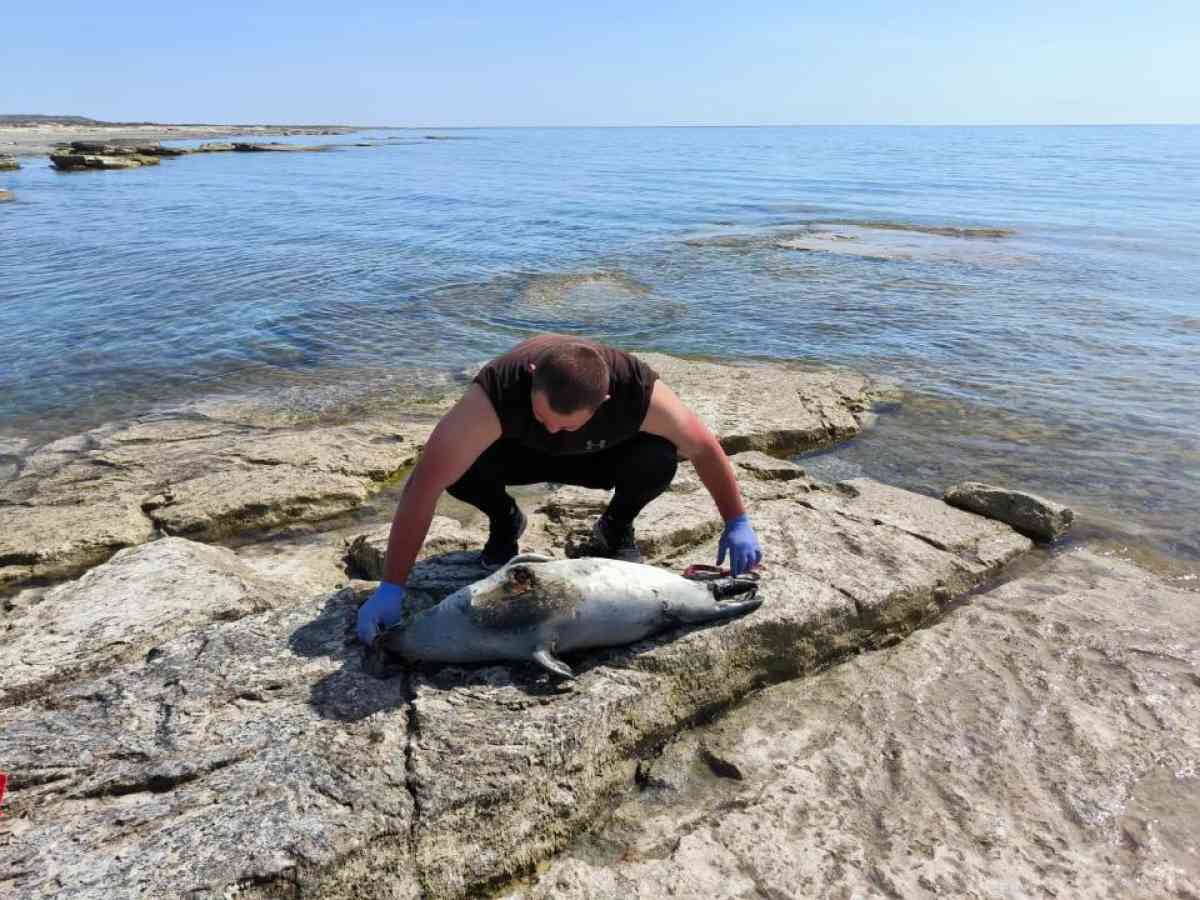 27 туш мертвых тюленей обнаружили на побережье Каспия в Тупкараганском районе