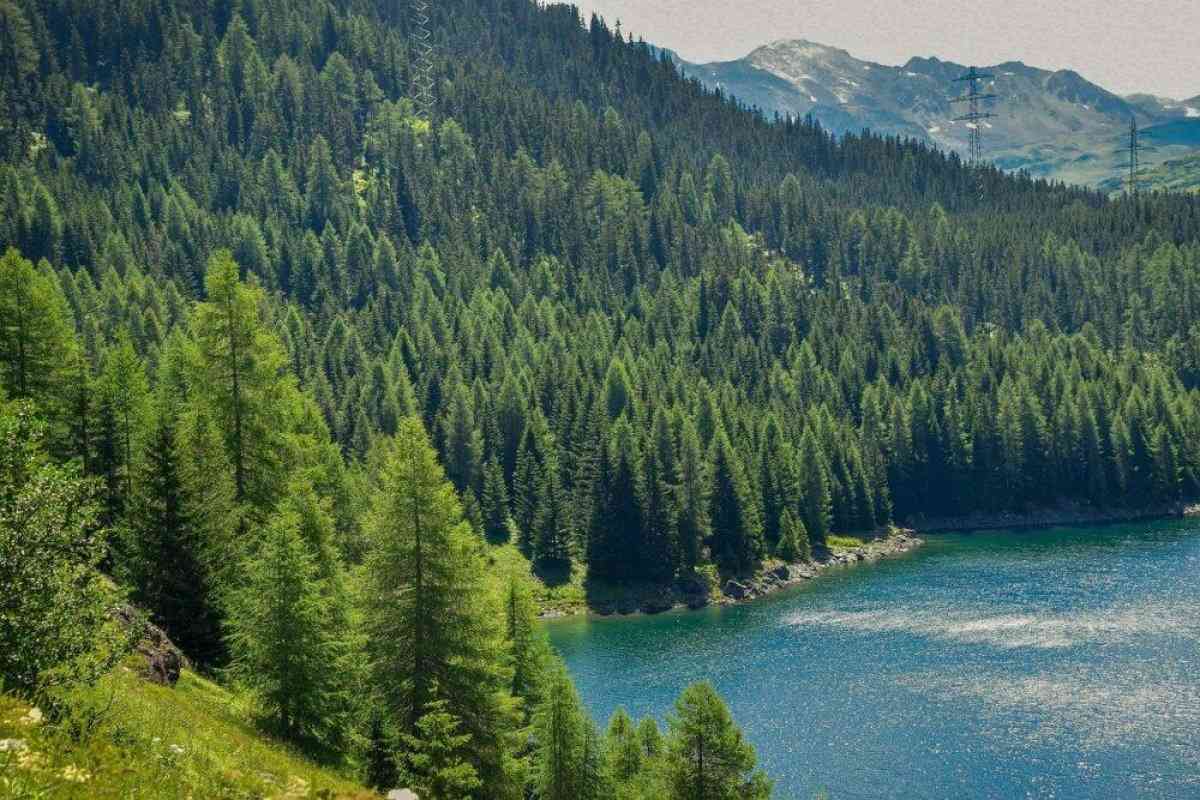 В Казахстане создана Служба охраны и защиты лесного фонда