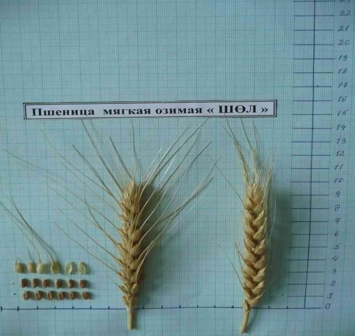 Новый сорт озимой пшеницы "Шөл" вывели казахстанские ученые