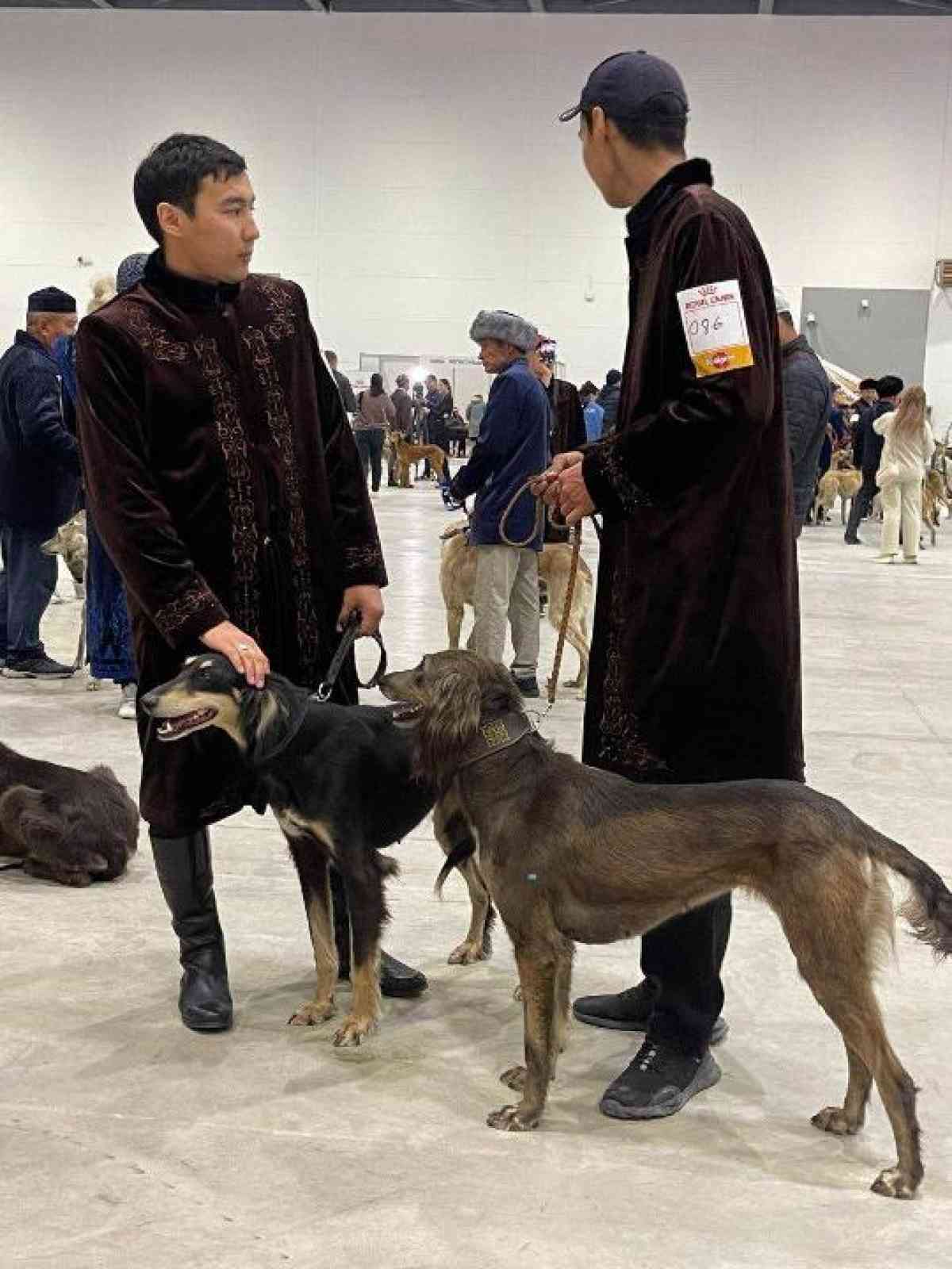 100 собак породы қазақ тазы обследовала международная комиссия