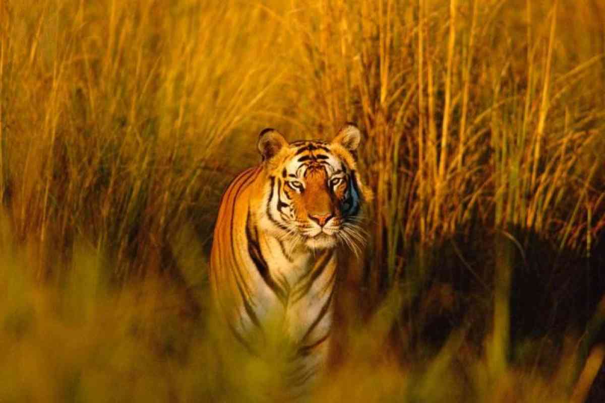 В Иле-Балхаше готовятся к приему тигров