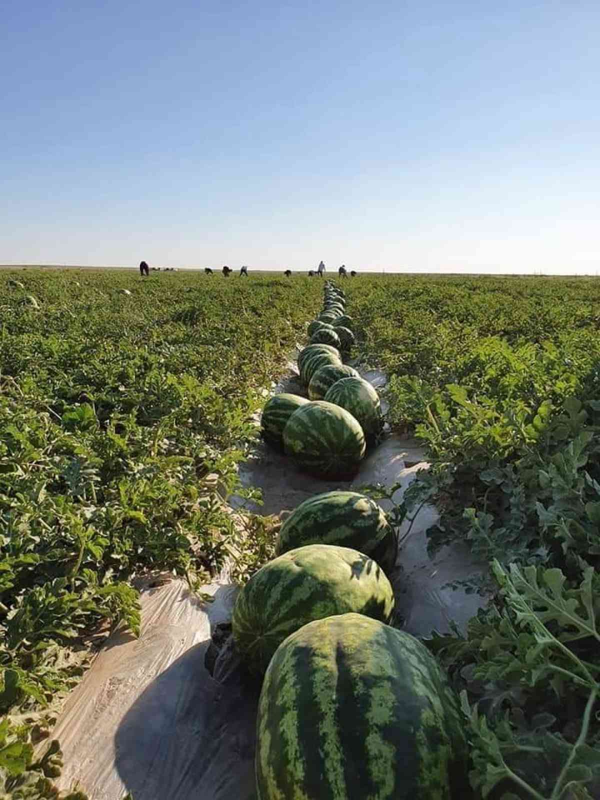 Сколько арбузов съедает в год каждый казахстанец