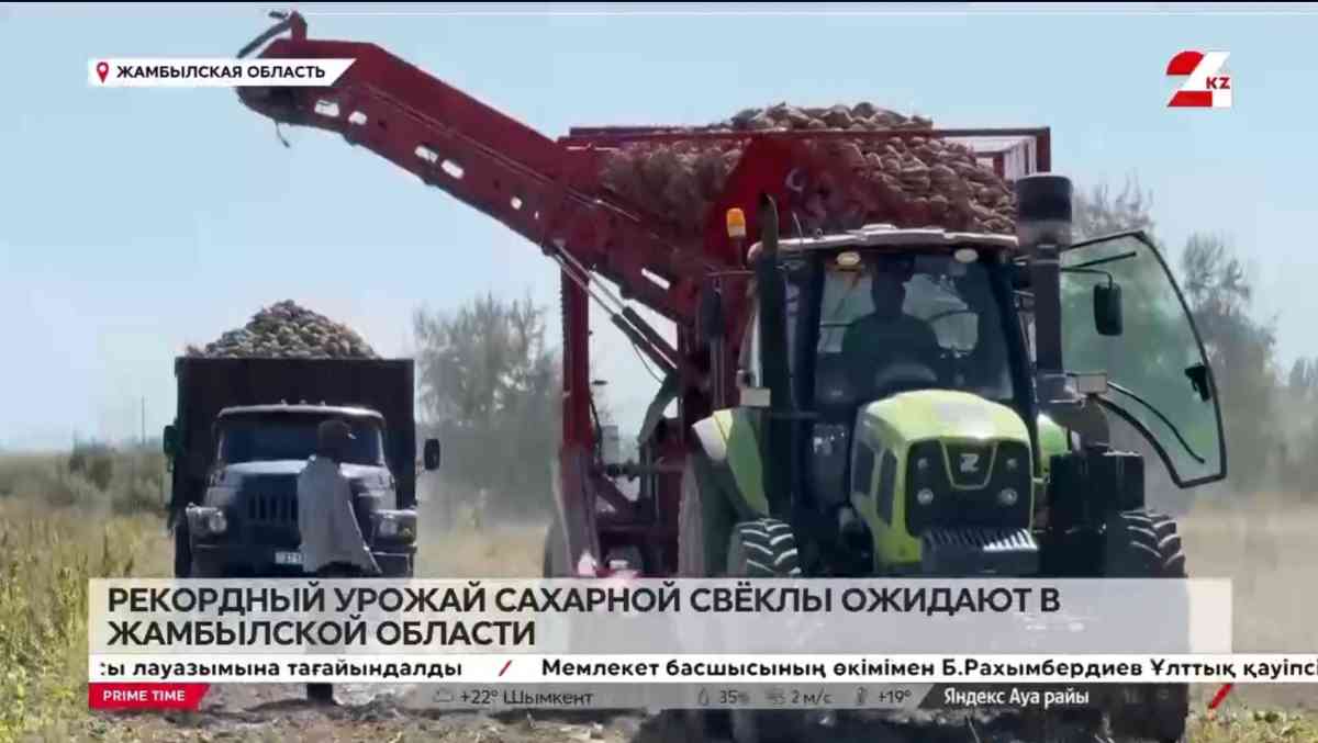 В 3 раза больше урожая сахарной свёклы вырастили в Жамбылской области в этом году