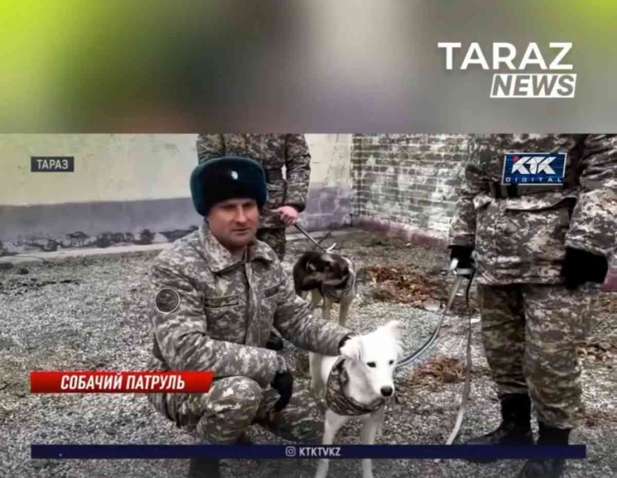 Военные в Жамбылской области усыновили бездомных собак